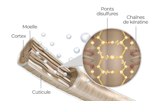 Schéma de la structure capillaire : cuticule, cortex, moelle, ponts disulfures et chaînes de kératine